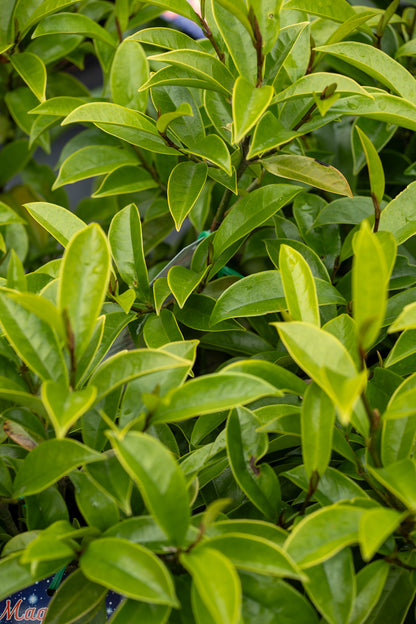 Magnolia Stellar Ruby