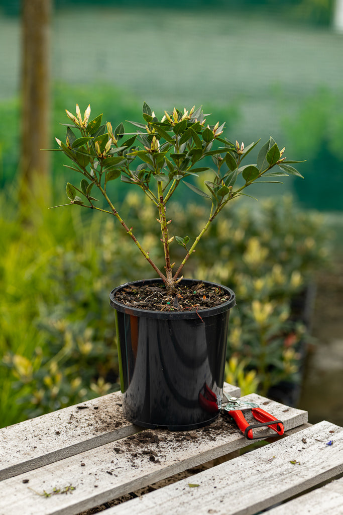 Metrosideros Maungapiko