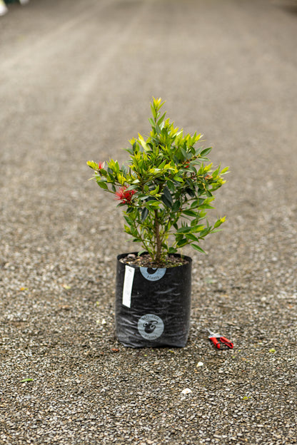 Metrosideros Maungapiko