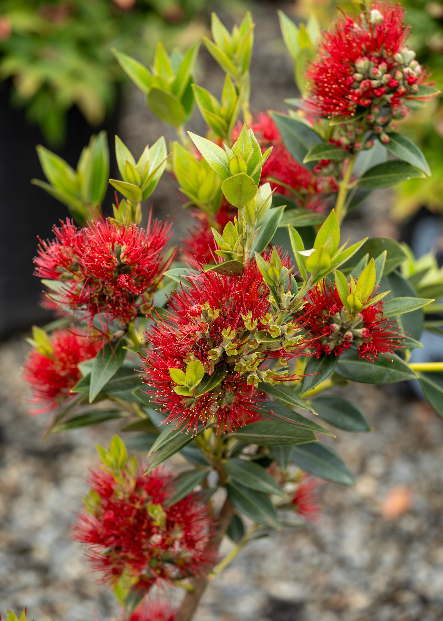 Metrosideros Maungapiko