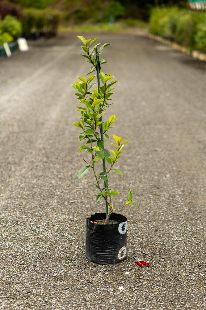 Michelia Princess Cinderella