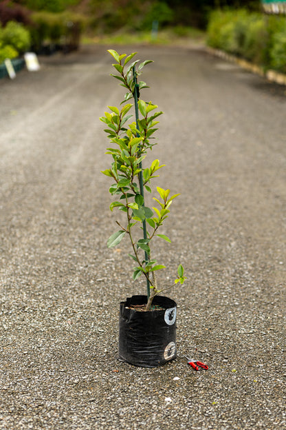 Michelia Princess Cinderella