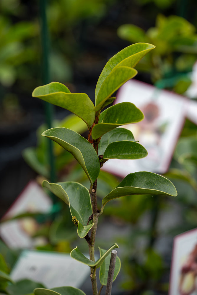 Michelia Princess Cleopatra