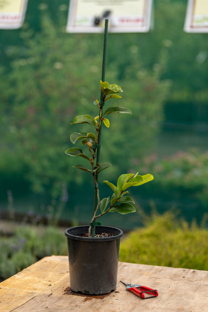 Michelia Princess Cleopatra