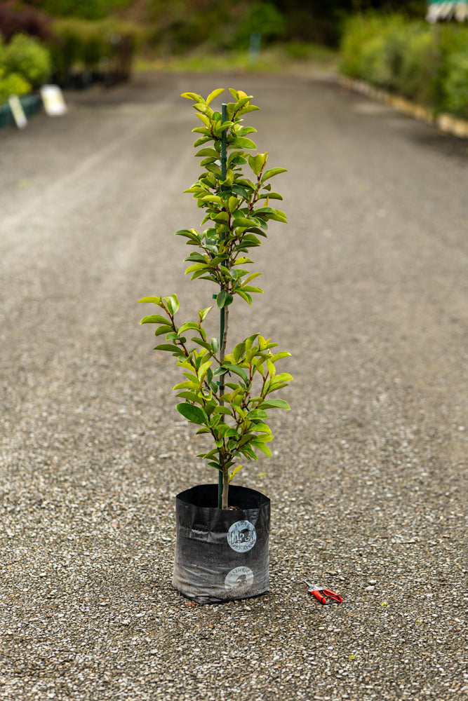 Michelia Princess Cleopatra