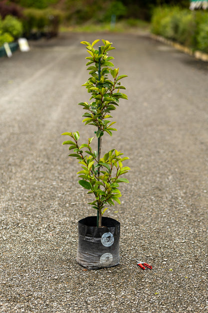 Michelia Princess Cleopatra