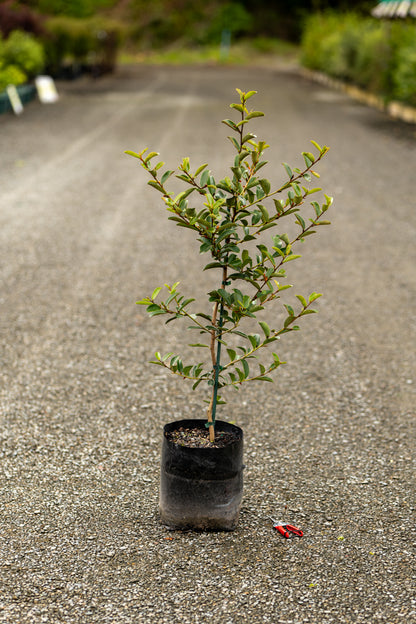 Michelia Princess Isabella