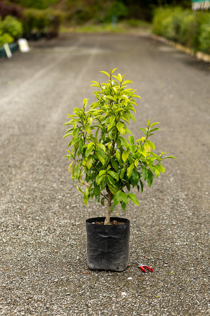 Magnolia Stellar Ruby