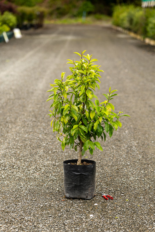 Magnolia Stellar Ruby