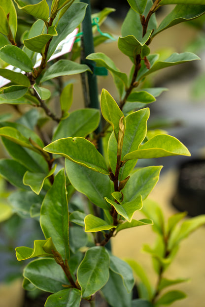 Michelia Princess Cinderella