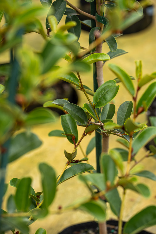 Michelia Princess Isabella