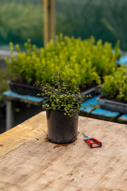 Muehlenbeckia Complexa