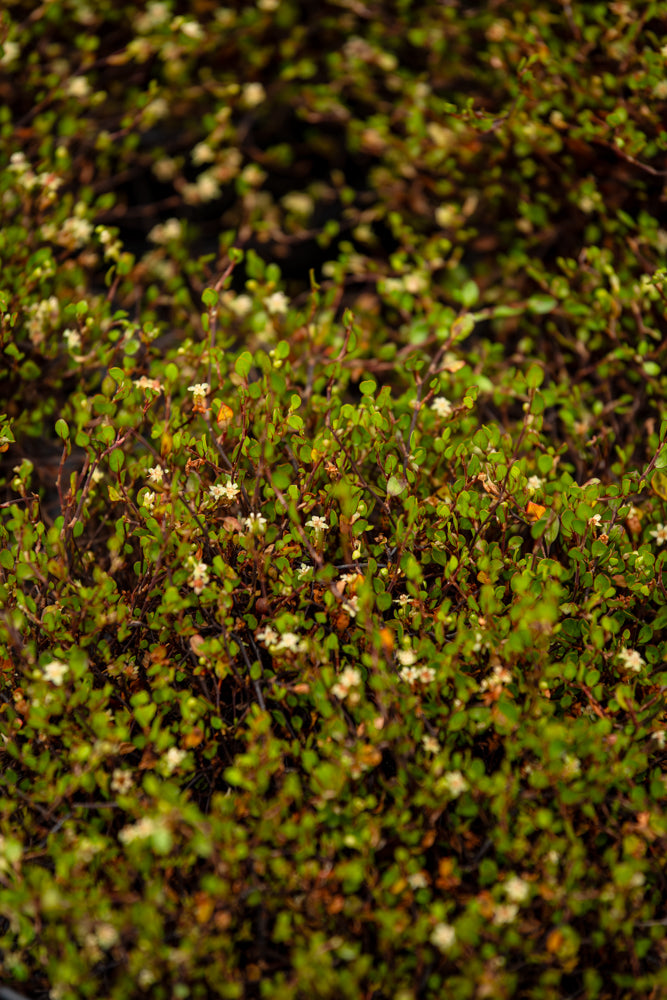Muehlenbeckia Axillaris