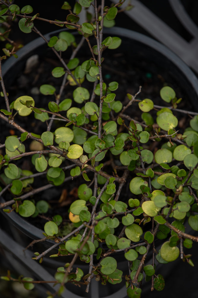 Muehlenbeckia Complexa