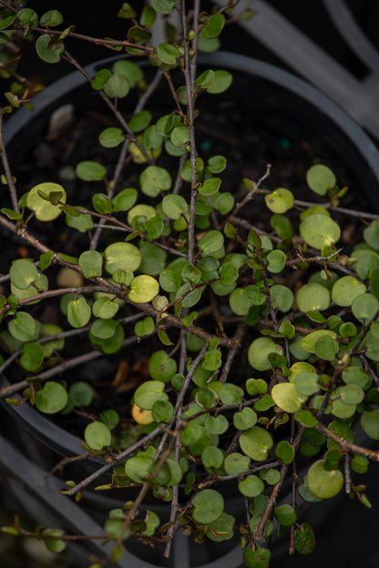 Muehlenbeckia Complexa