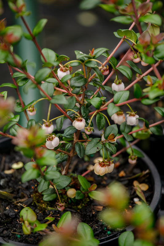 Myrtus Ugni