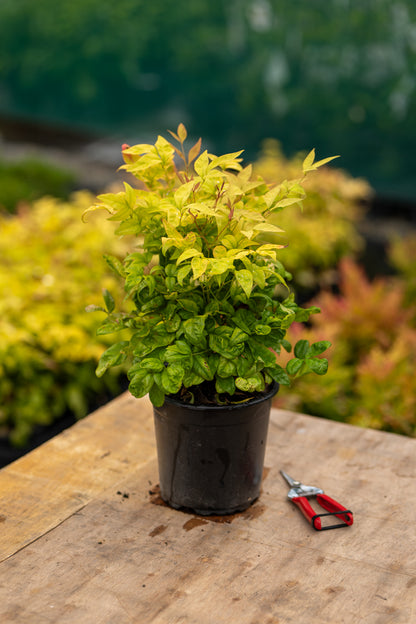 Nandina Dom. 'Firepower'