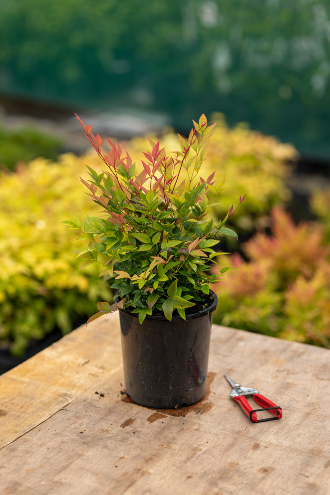 Nandina Gulfstream