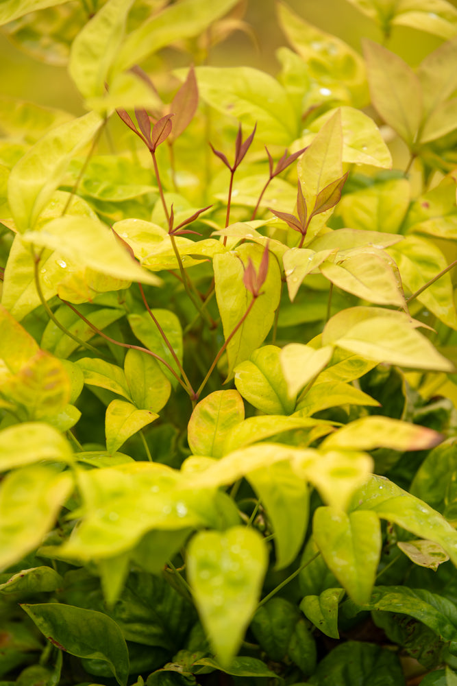 Nandina Dom. 'Firepower'