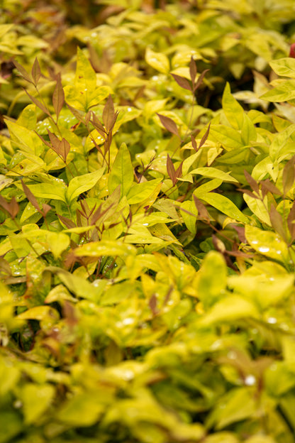 Nandina Dom. 'Firepower'