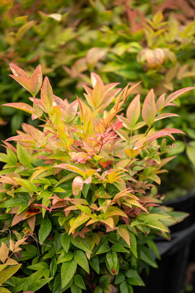 Nandina Gulfstream