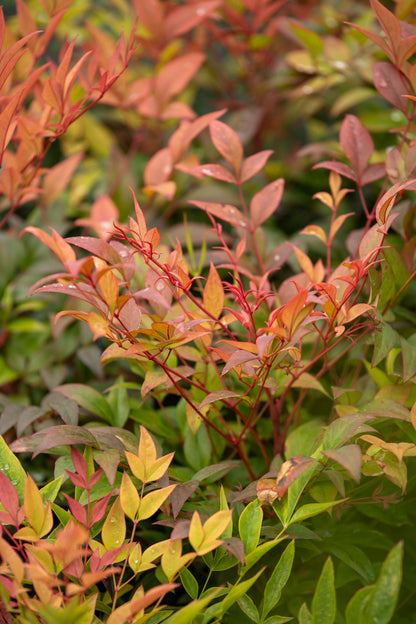 Nandina Gulfstream