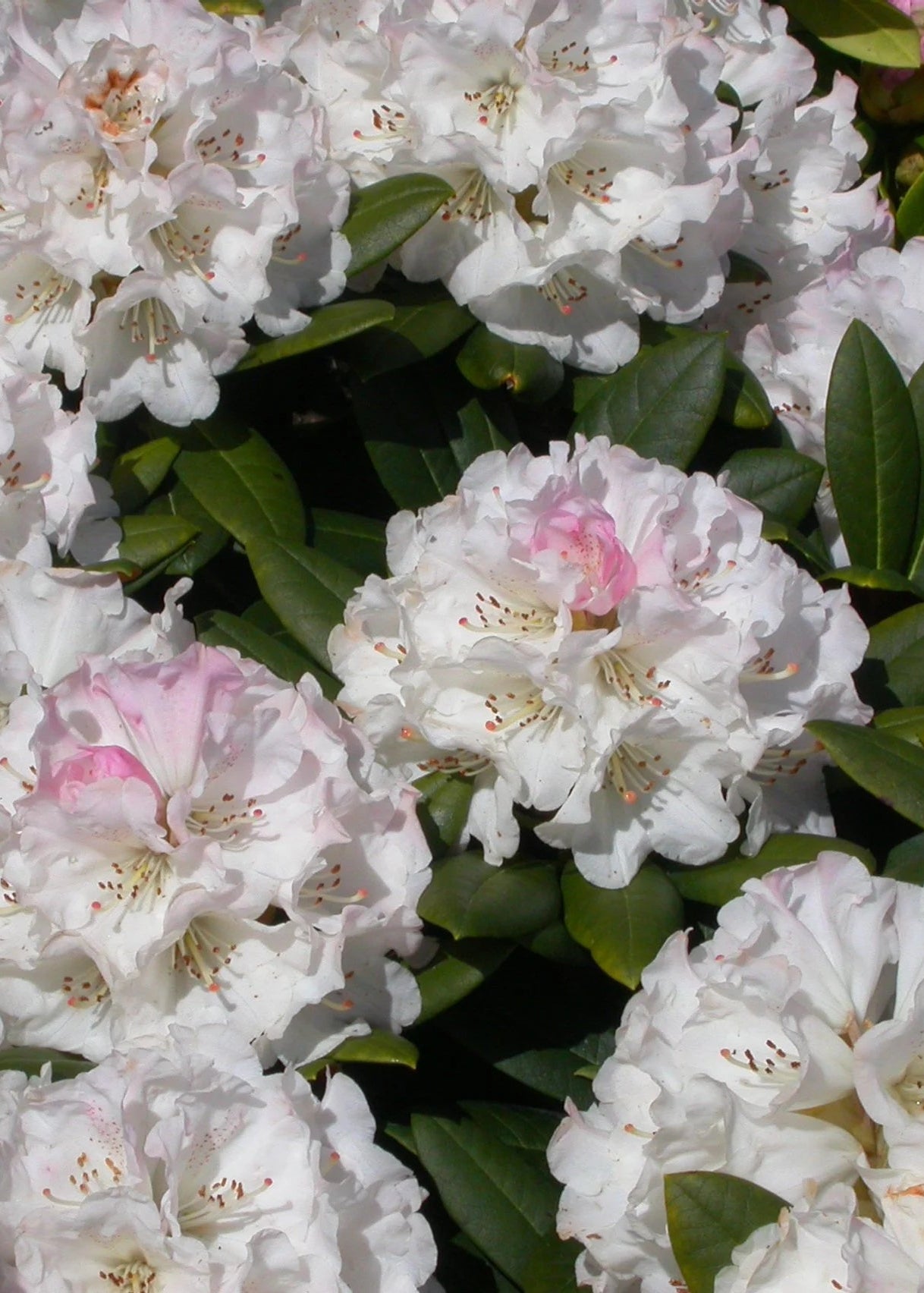 Rhododendron Neat-O