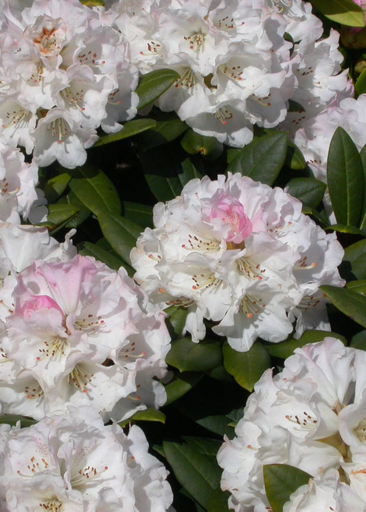 Rhododendron Neat-O