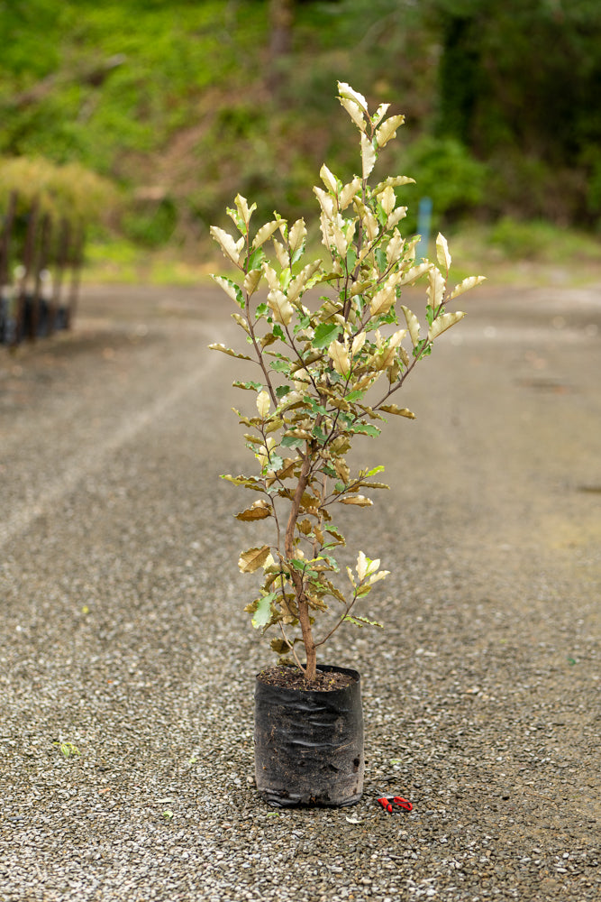 Olearia Paniculata Kaikoura