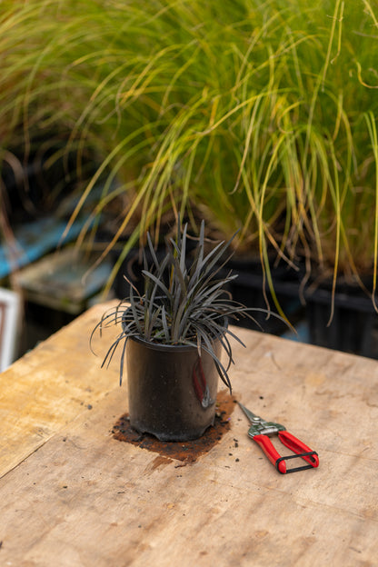 Ophiopogon Black Dragon