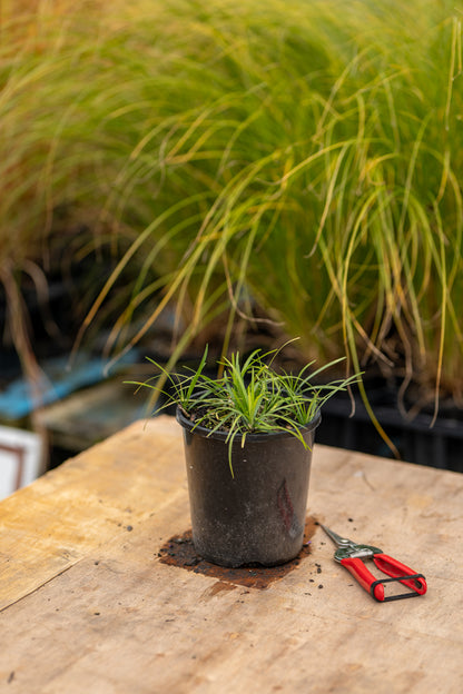 Ophiopogon Japonica Nana