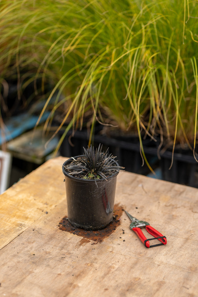 Ophiopogon Short Black