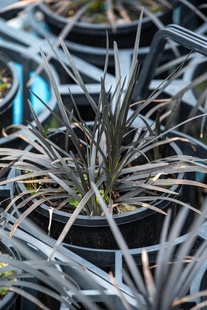 Ophiopogon Black Dragon