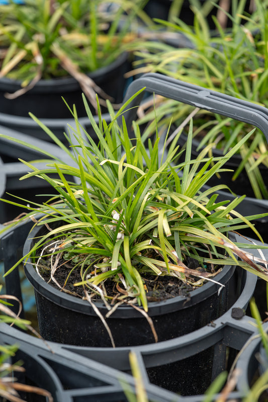 Ophiopogon Japonica Nana