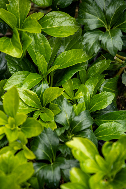 Pachysandra Terminalis Green Sheen