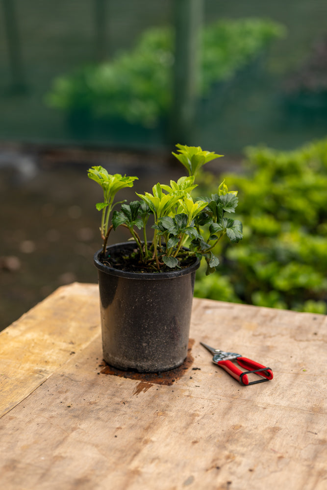 Pachysandra Terminalis Green Sheen