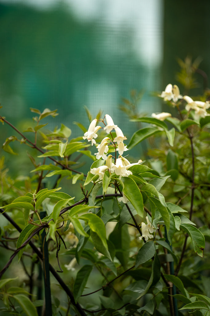 Pandorea Pandorana Snowbells