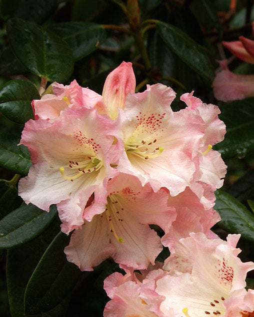 Close-up of pink flowers of Rhodo Petticoat Lane with green leaves in the background