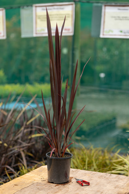 Phormium Anna Red