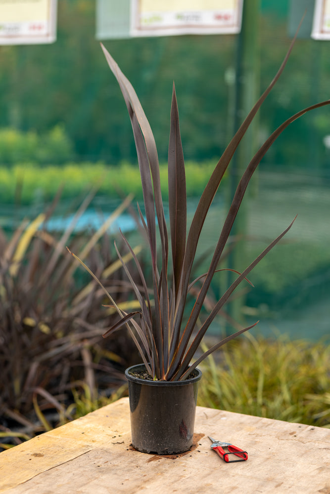 Phormium Black Rage