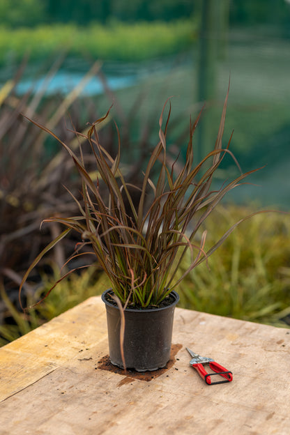 Phormium Jack Spratt