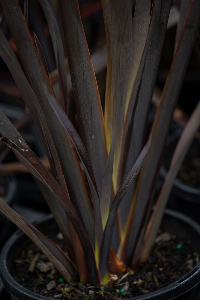 Phormium Black Rage