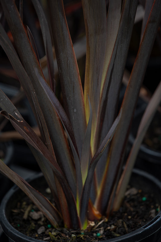 Phormium Black Rage