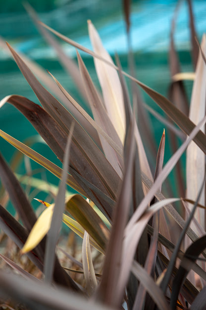 Phormium Black Rage