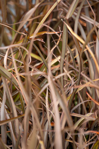 Phormium Jack Spratt