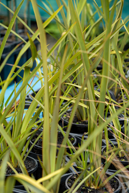 Phormium Tenax