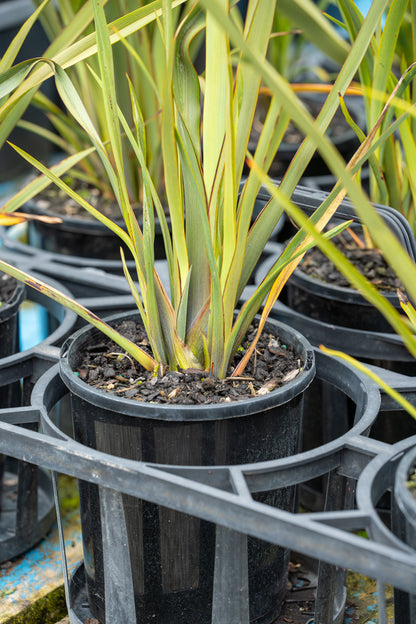 Phormium Tenax