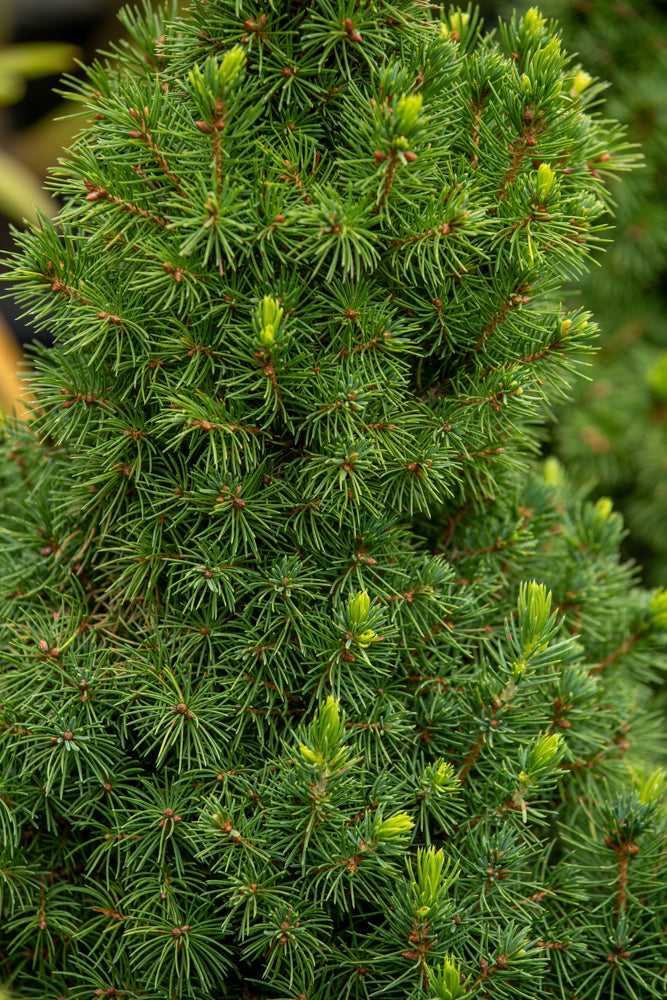 Picea Glauca Conica
