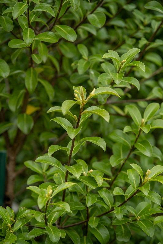 Pittosporum Tenuifolium
