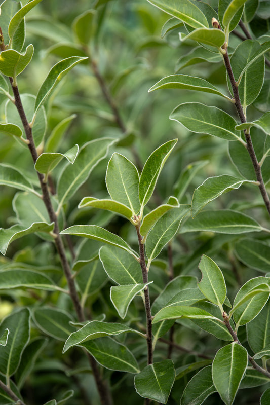 Pittosporum Reverend Green